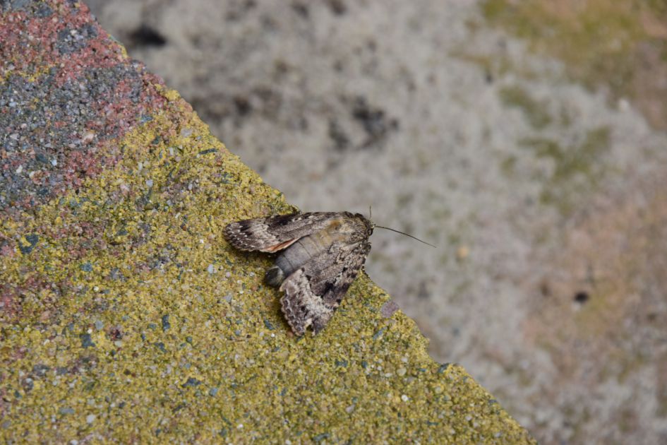 Onbekend motje, wie helpt me bij de determinatie